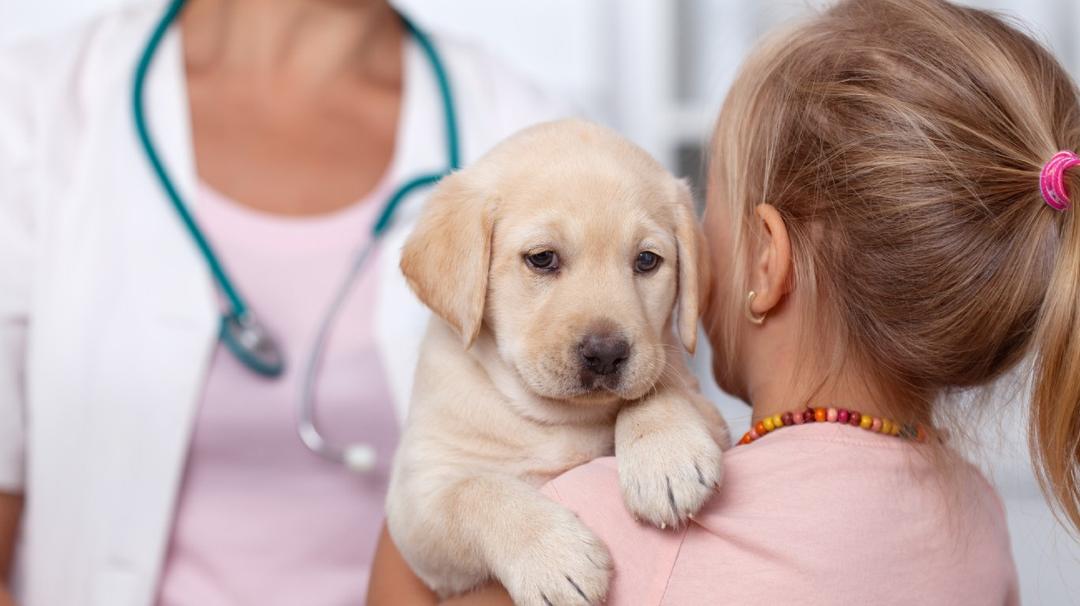Small child holding a puppy while facing a veterinarian