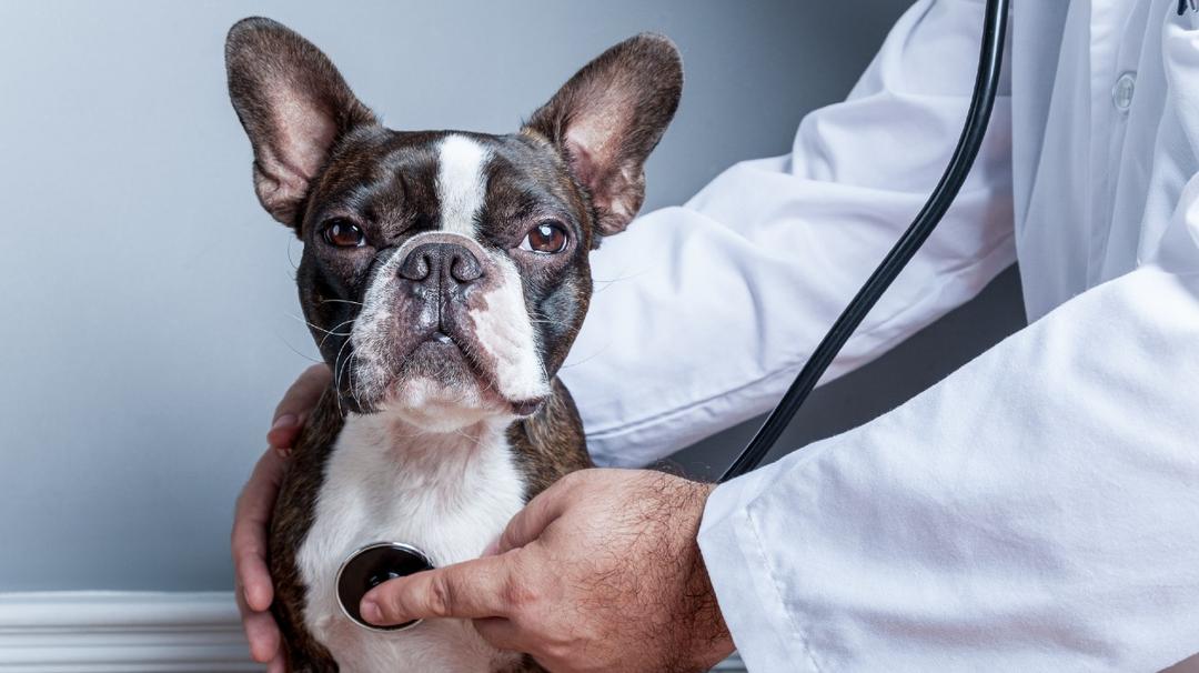 Sales Tax: Do Veterinarians Need to Pay It?